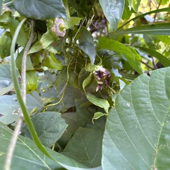 ツルニンジンでしたか～
もう終わりかけ。