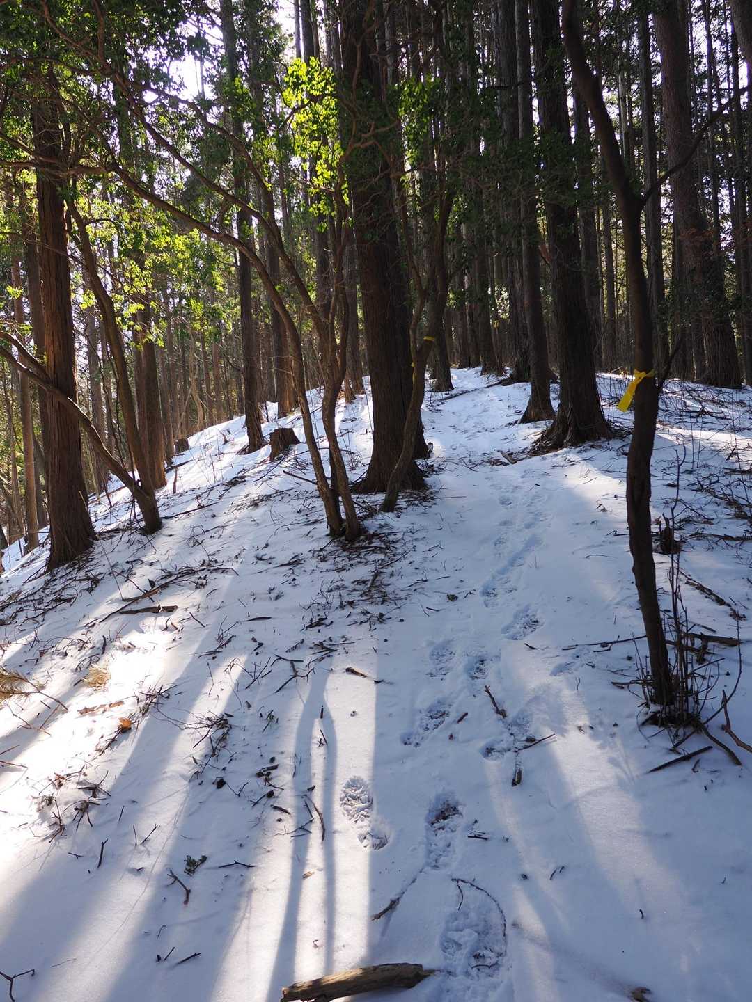 駒ヶ原登山口-鷹ノ巣山 縦走コースの写真