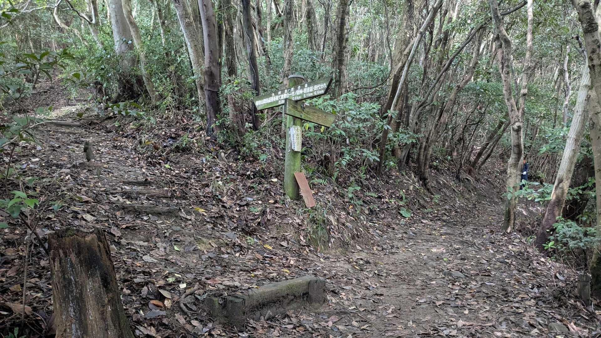 爽健コースとの分岐。今日は爽健コースに🚶