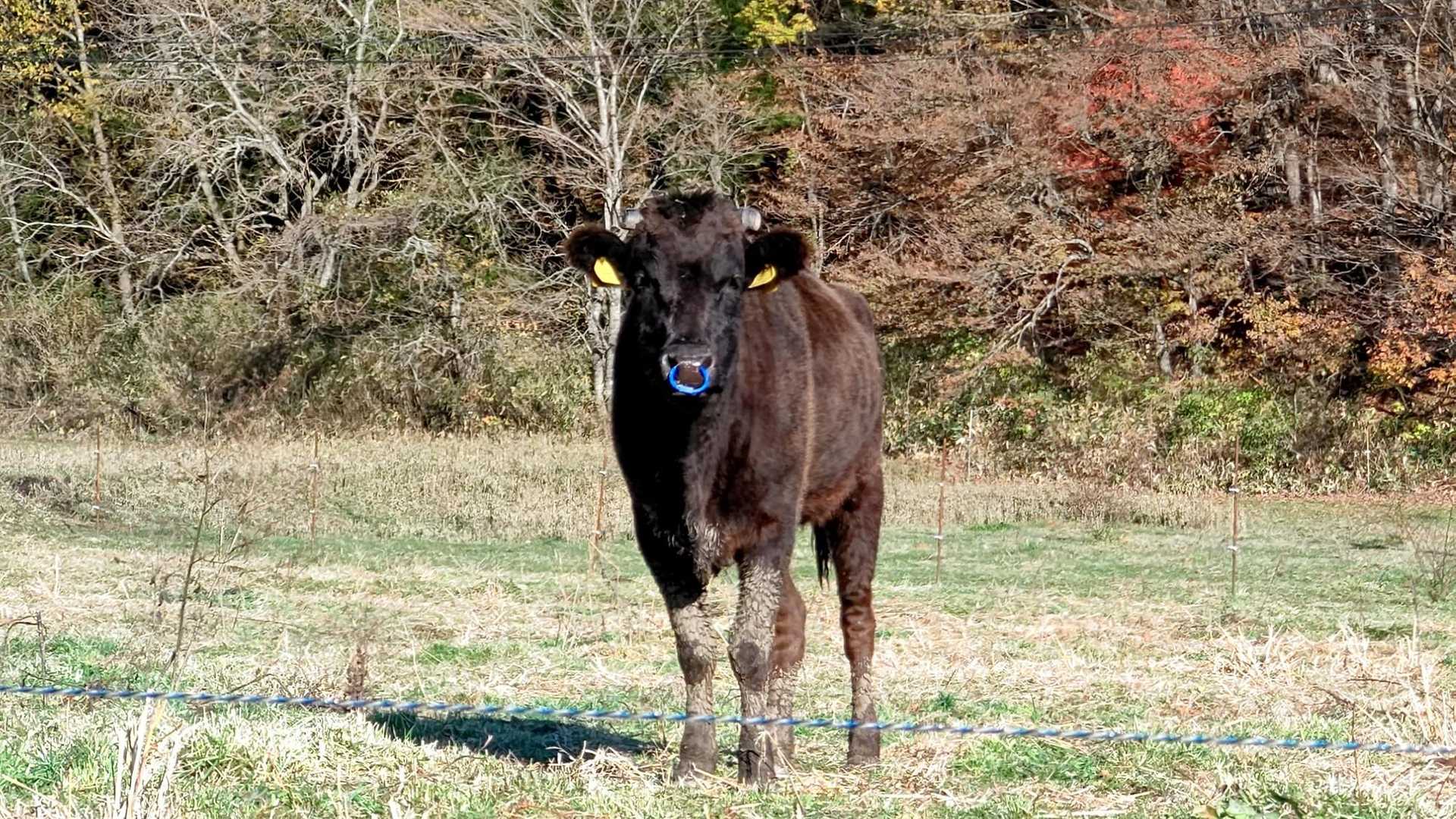 こちらへ寄ってきたぞ🐮