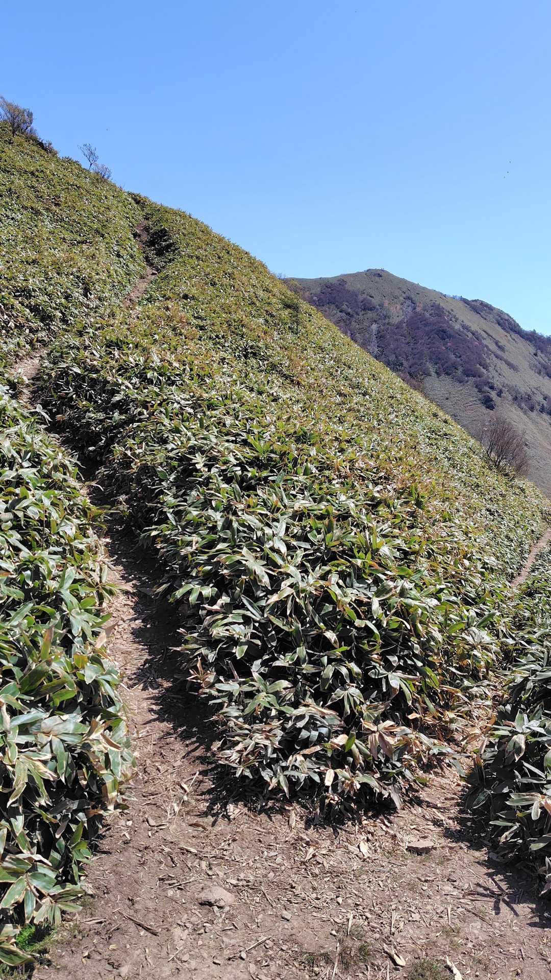 東黒森登山口-伊予富士-東黒森-自念子ノ頭 周回コースの写真