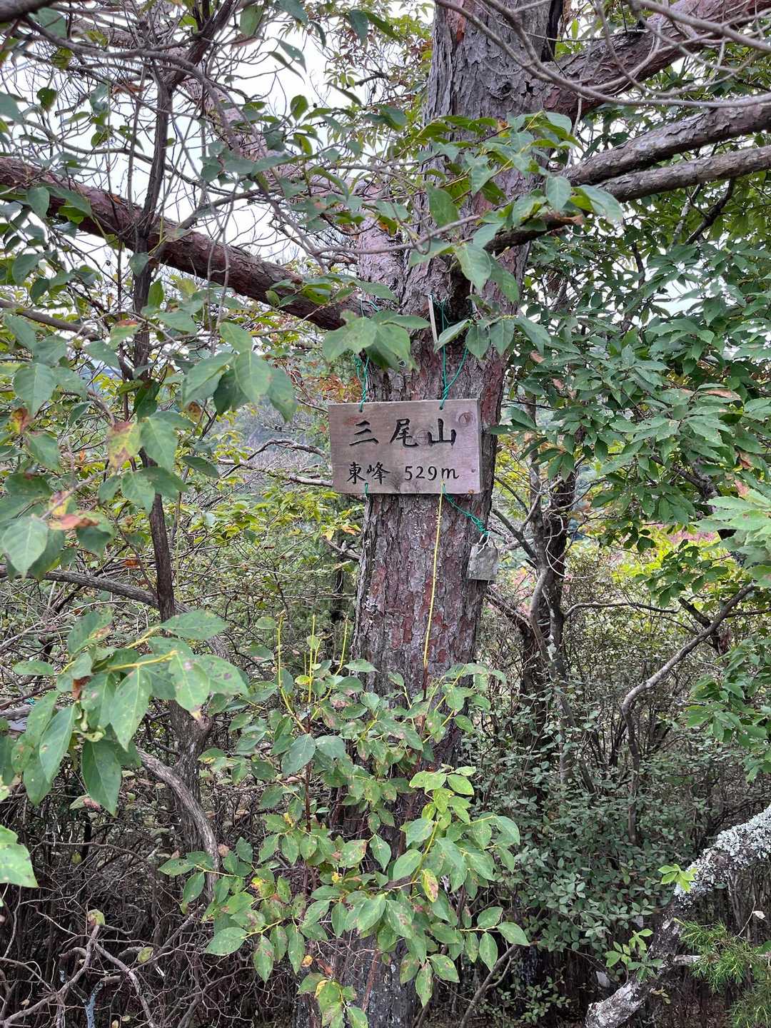 三尾山 往復コースの写真
