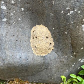 岩に🪨着いた何の巣🪹でしょうか？