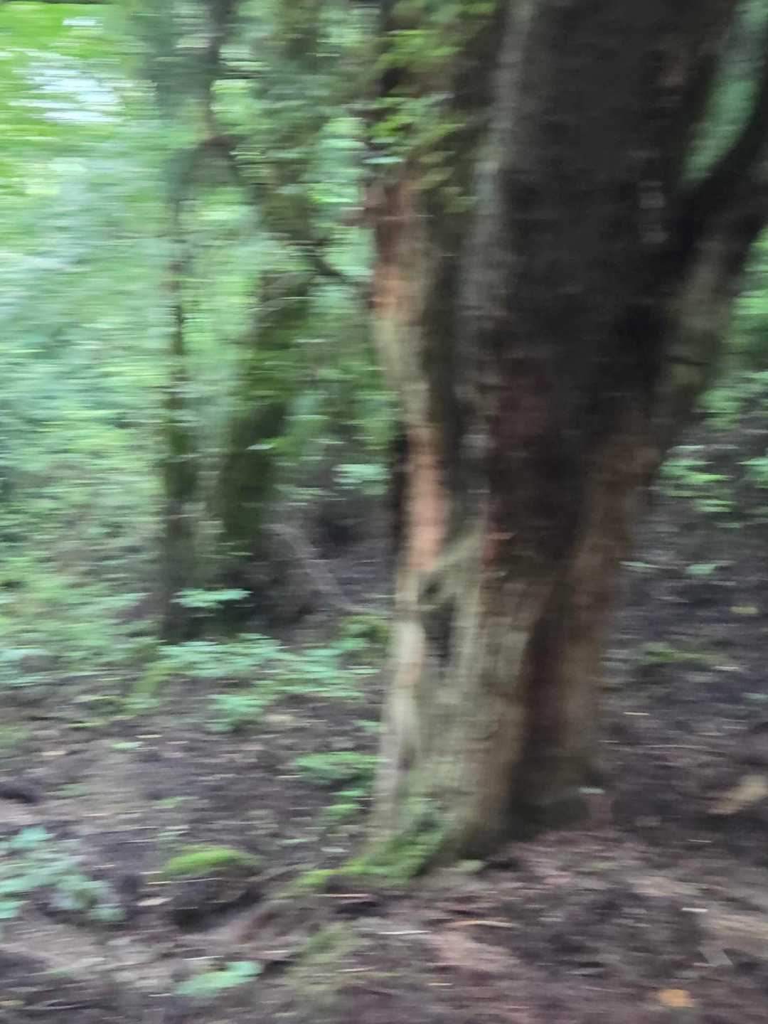 巨木が多いです。