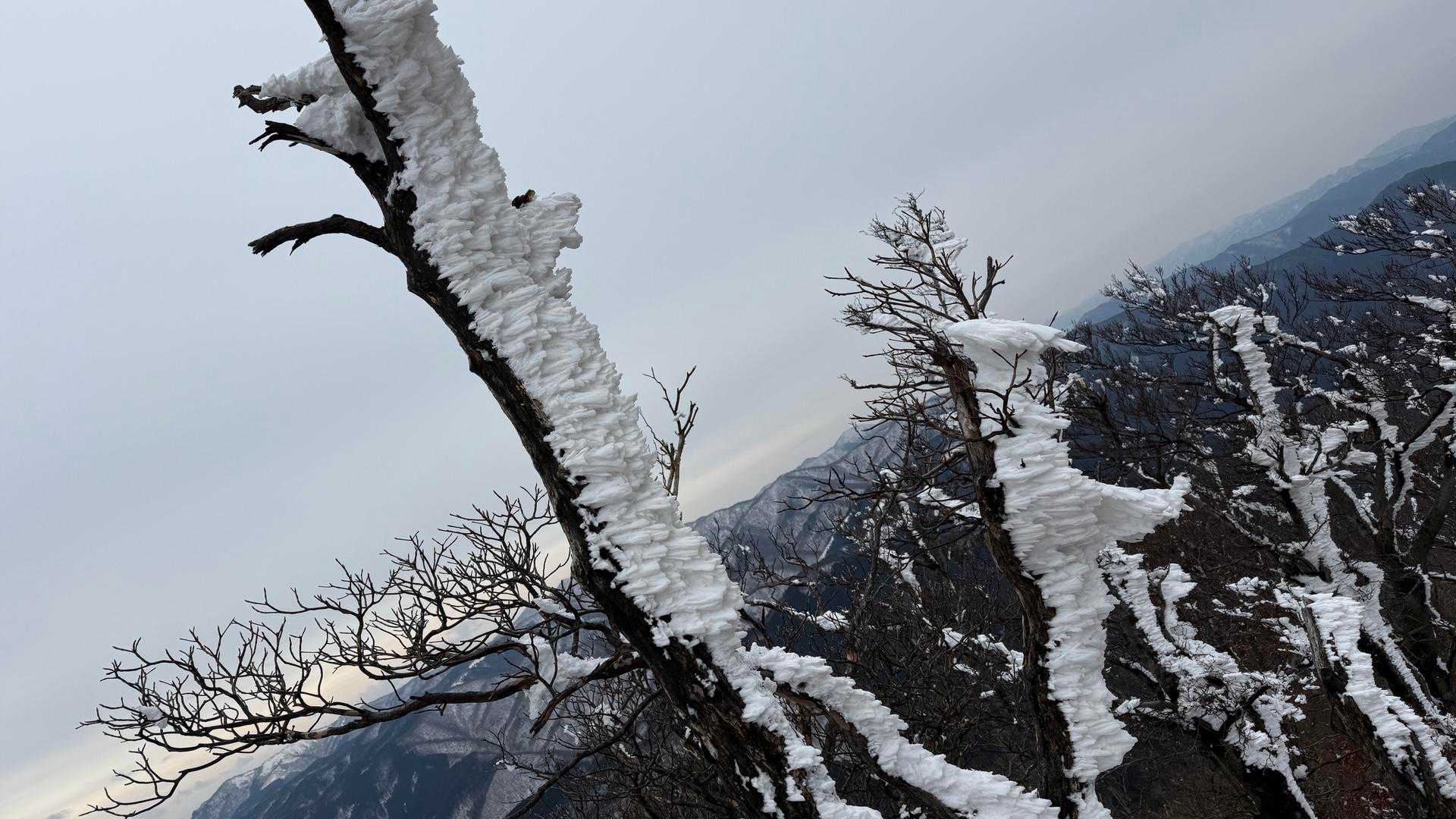 エビのしっぽ