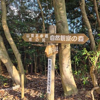 ココ…ピークのはずだが🤔
山名の表示板が見当たらず？