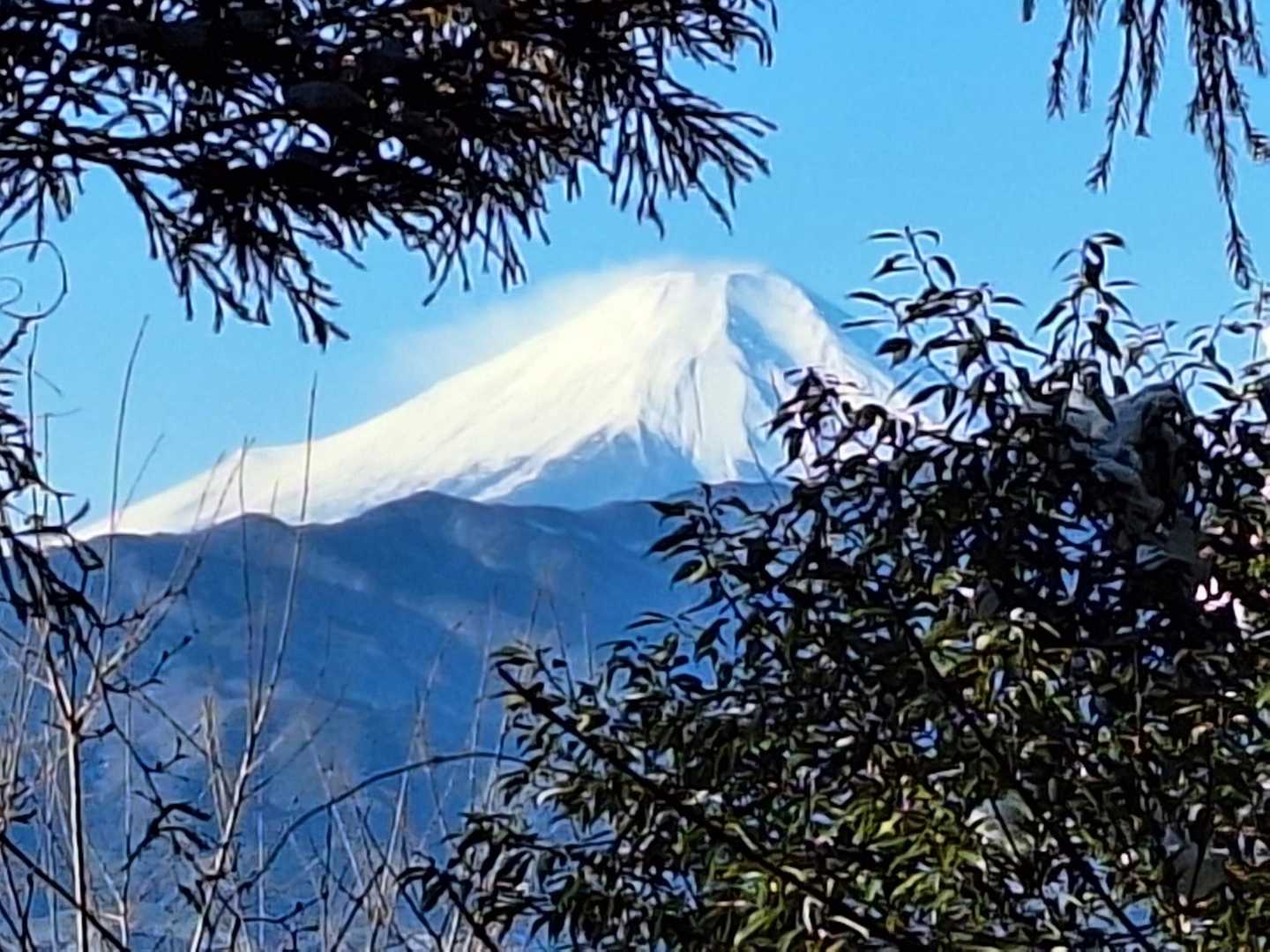 木々の間から見える🗻
