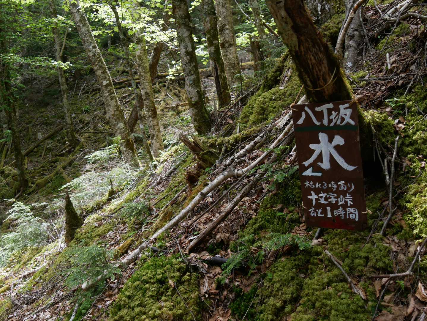 最後の水場
枯れてる場合もあるそうだが、この日は水音がしていた。