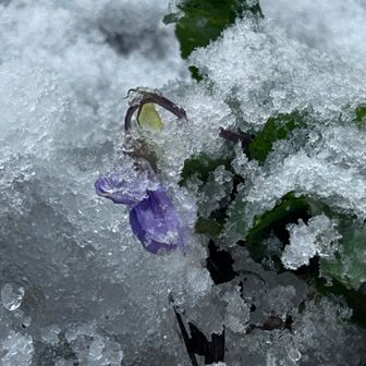 今日のスミレ💜
