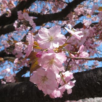 可愛いピンク色💕