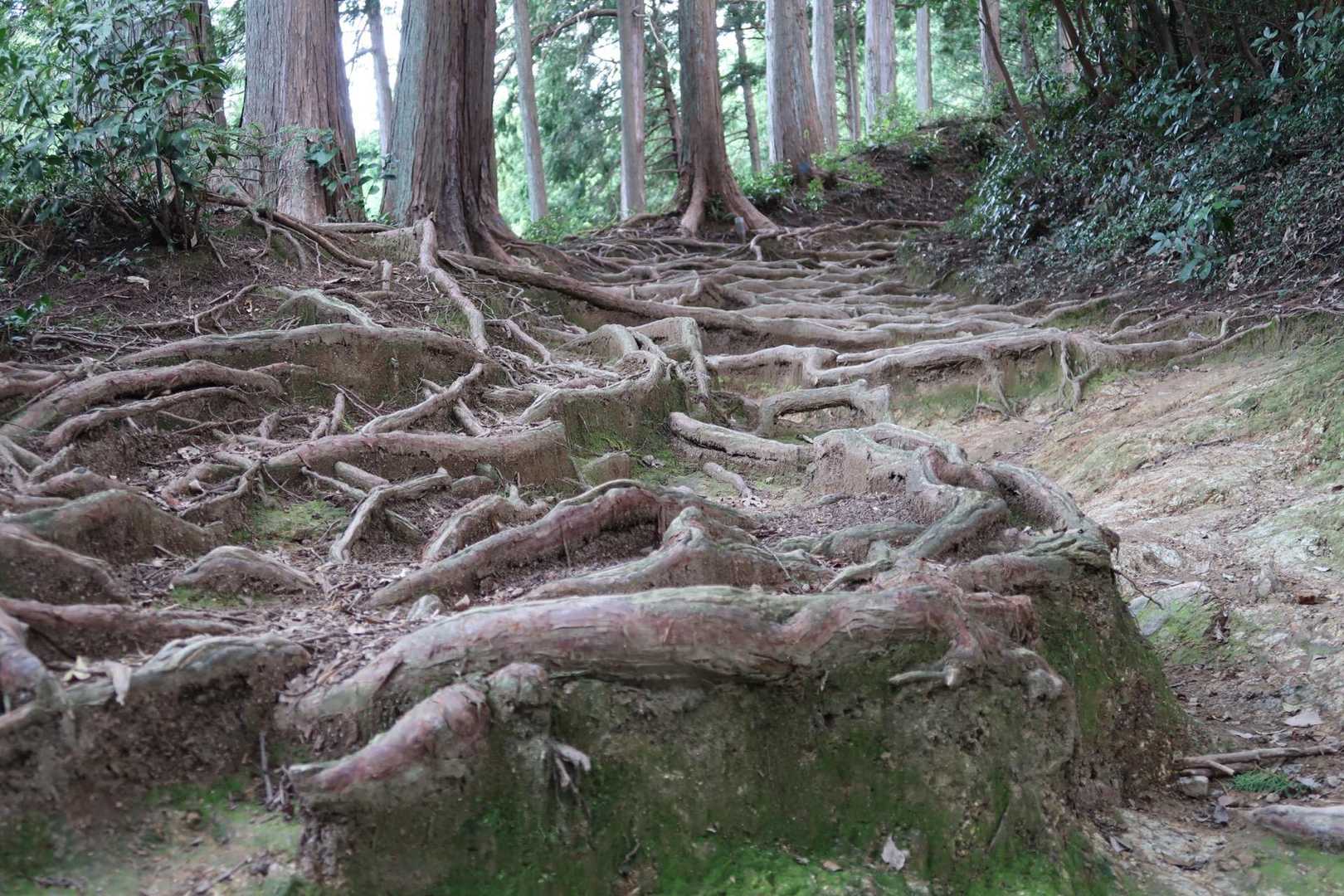 高麗駅〜東吾野駅｜日和田山・物見山・小瀬名富士縦走コースの写真