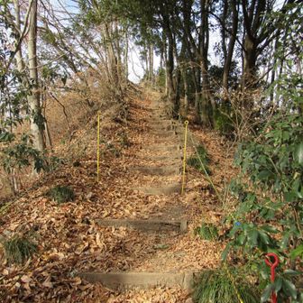 舗装路から直登するゴリラ山
