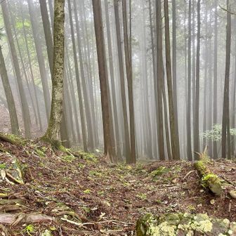 コルから見た梅田側👀
こっちの方がガスってる🌫️