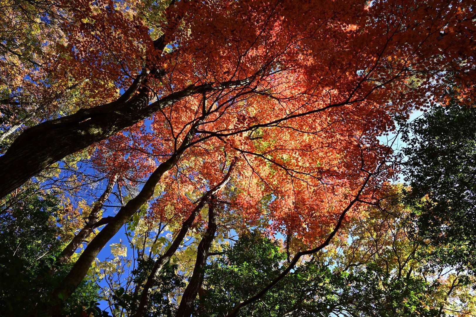 第二登山口-菅谷峠-ホノケ山-高頭山 往復コースの写真