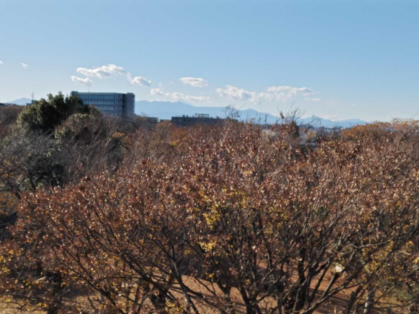 生田緑地 東口-枡形山 往復コースの写真