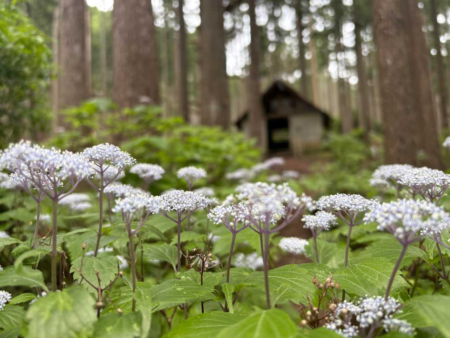 コアジサイの向こうに見えてきたのは、、、