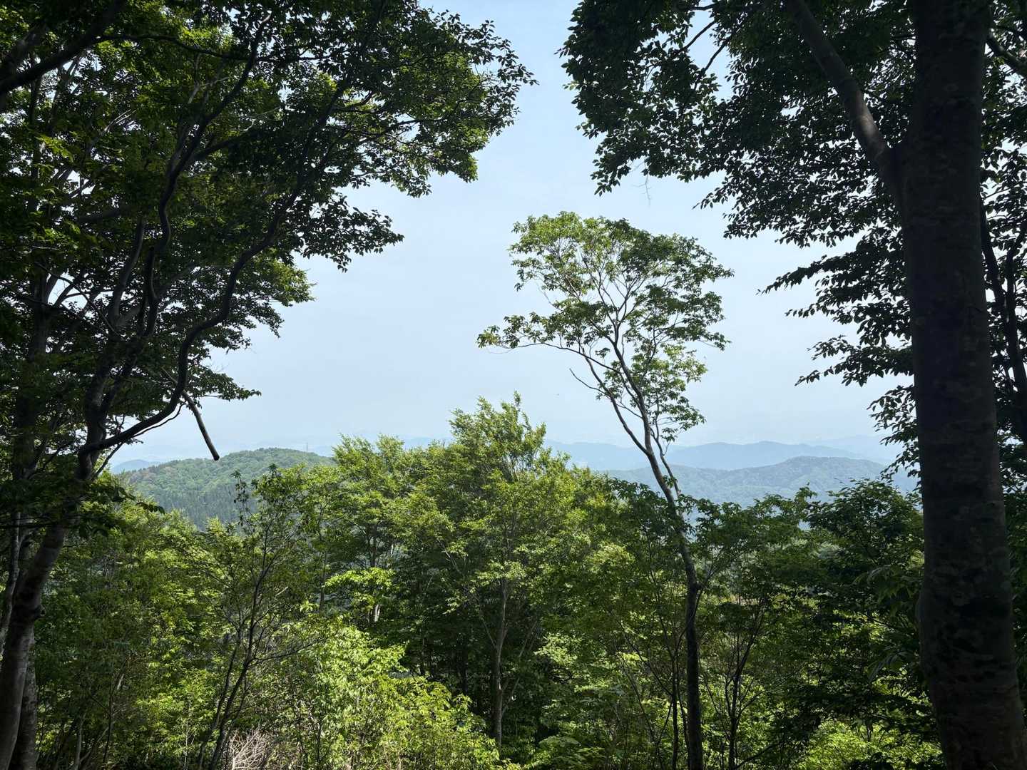 今日は霞んでて白山は見えず
見せてあげたかった、、！
