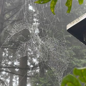立派な蜘蛛の巣🕸️