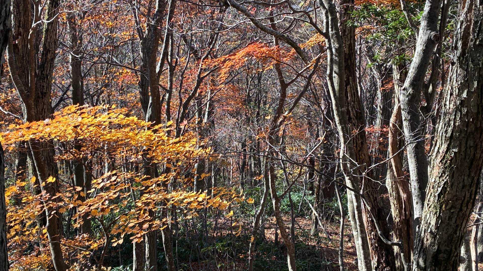 己高山 周回コースの写真