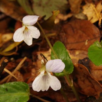 デジイチタイム！
1号路は相変わらず通る人が多いが、撮影に夢中の私に声をかける人は居なかった。