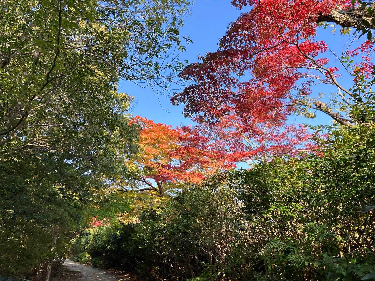 嵐山公園の紅葉🍁もこれからだと思います。
それにしては枯葉も多く道に積もってるけど
こんなものなのでしょうか？
余り綺麗じゃ無いと思うんだけど…
