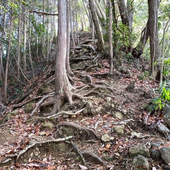 今日、何度目の急登でしょうか、精神鍛錬