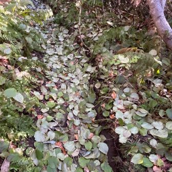 まだ緑の葉っぱが上からパラパラ落ちてくる
急に寒くなったので、紅葉する暇もなかったのかな