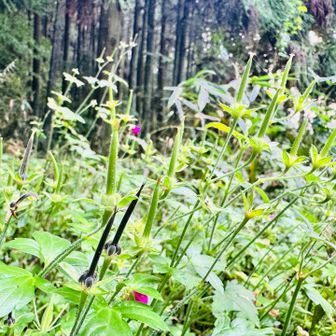 これがゲンノショウコかな👀
センブリ、ドクダミと並ぶ日本三大和薬のひとつらしい
すぐに効き目が現れることからゲンノショウコ(現の証拠)の名があるそうです
ミコシグサ(神輿草)になってるのはなかった🥲
茎が折れた後がたくさんあったのが気になるけど🤔