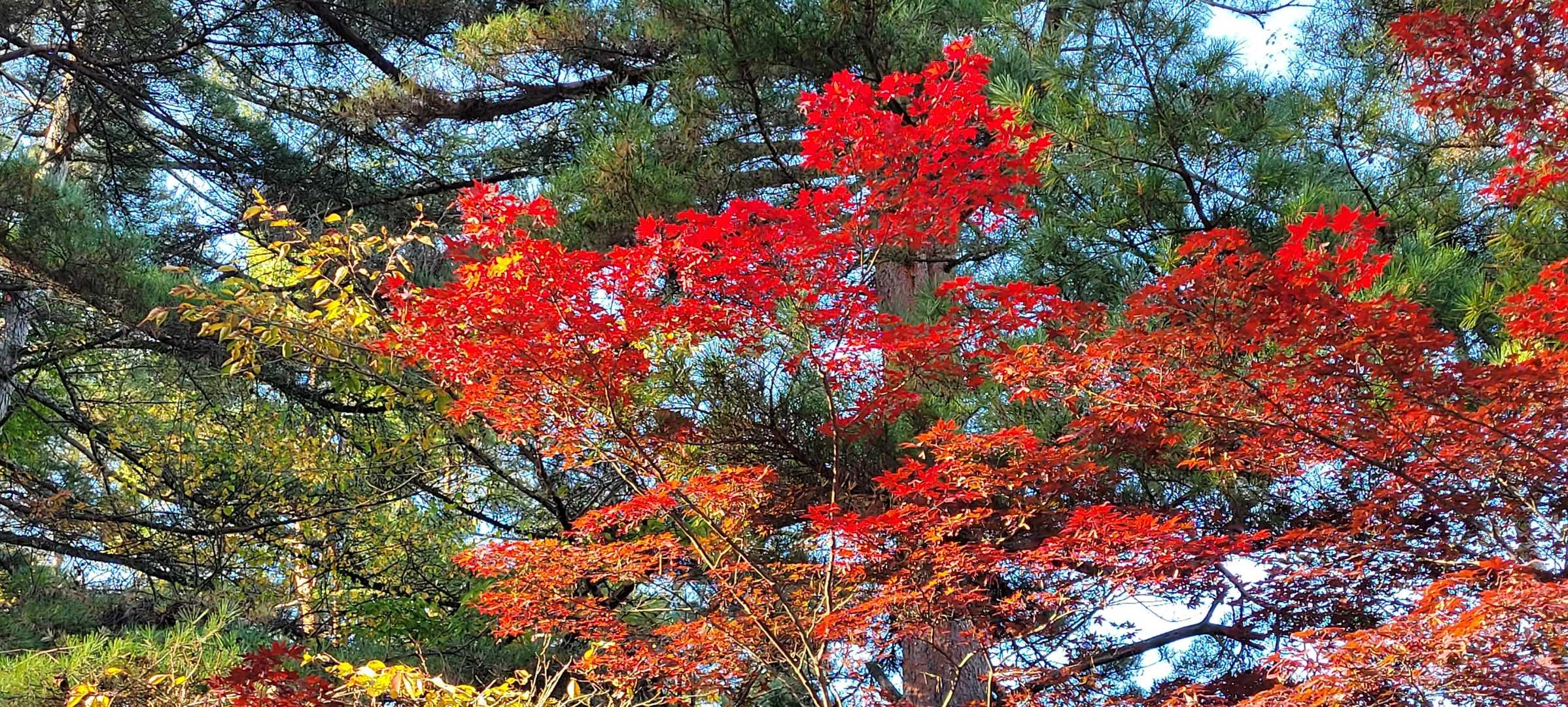 駐車場の🍁✨