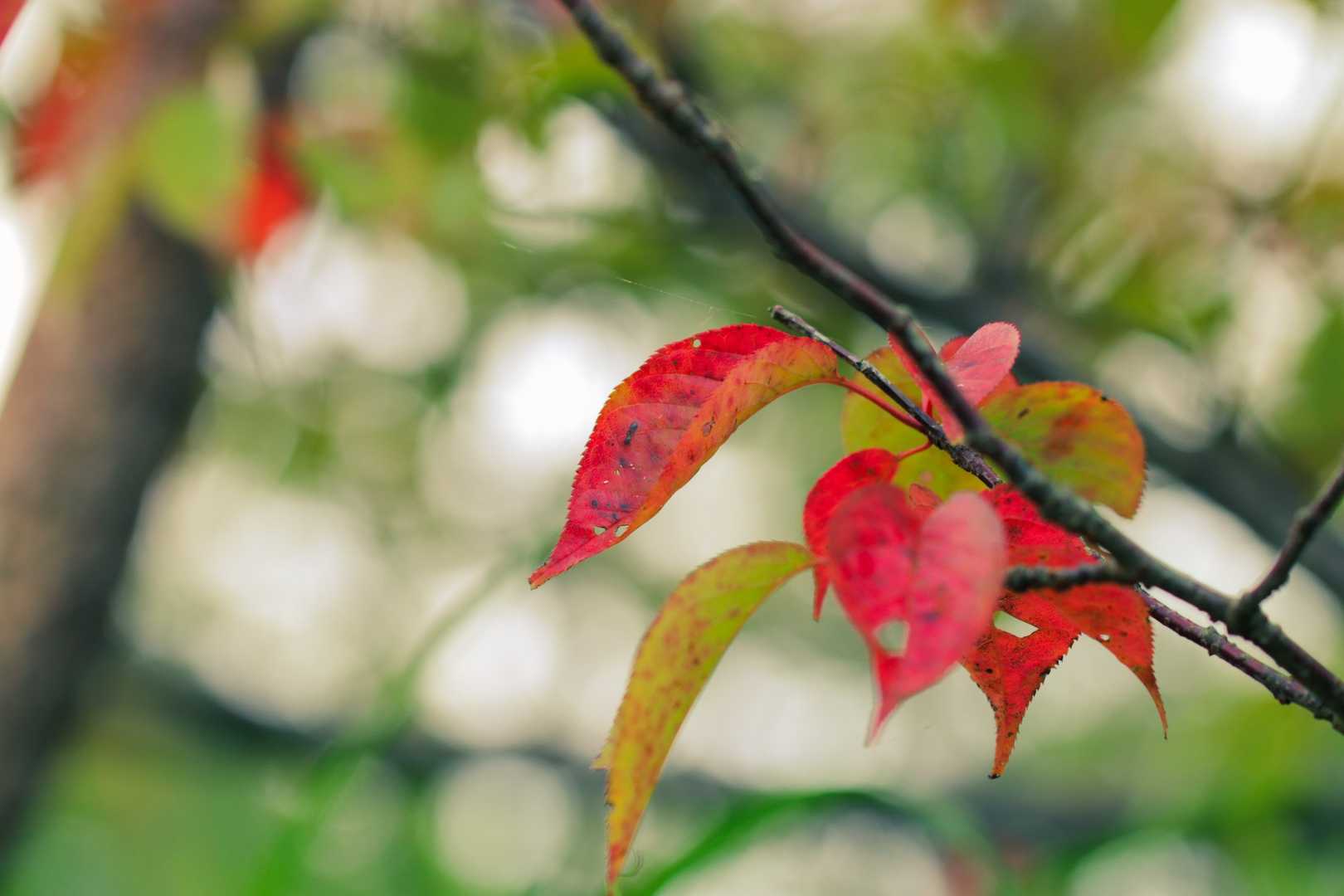 小さな秋見っけ🍁
ありがとうございました。