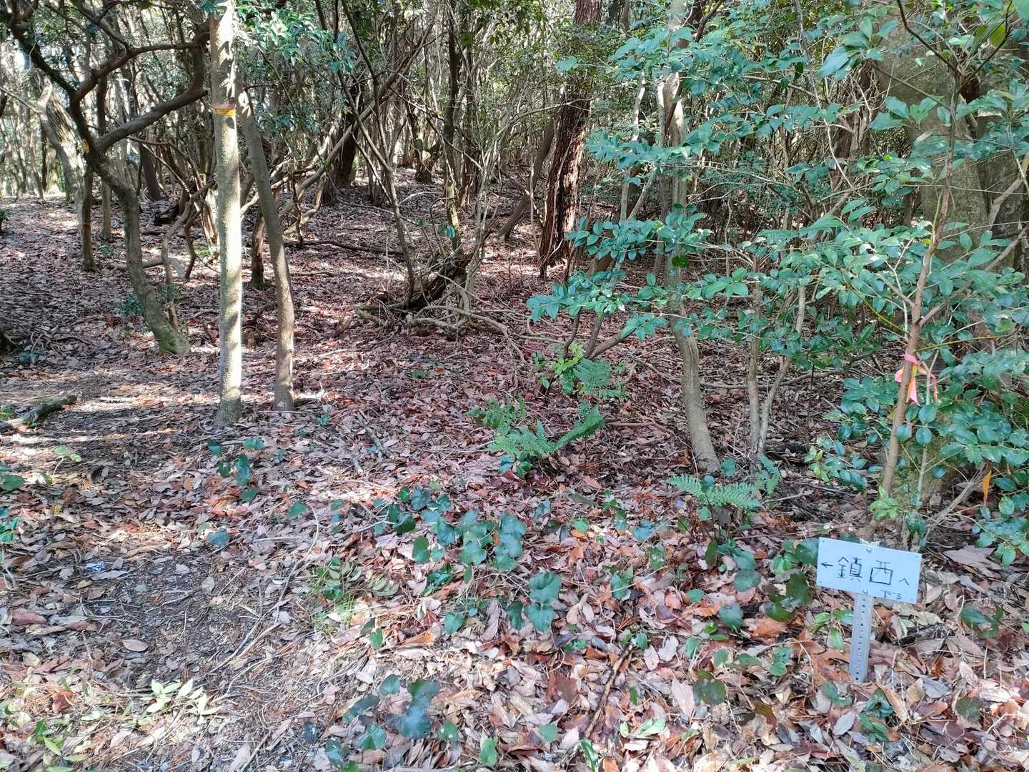 向かいに鎮西山への下りルート😊