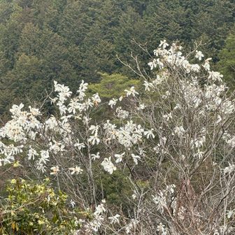 こぶしと思われる