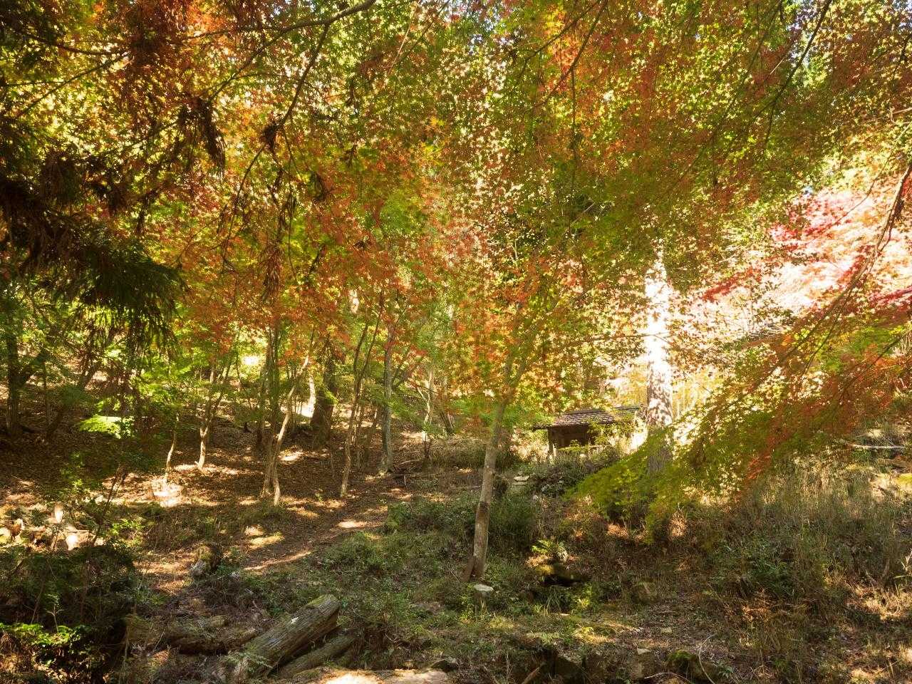 八幡神社-東天神嶽-天神嶽 往復コースの写真