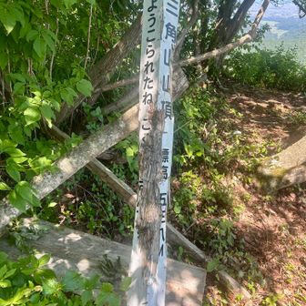 相変わらずクマに齧られまくりな標識
