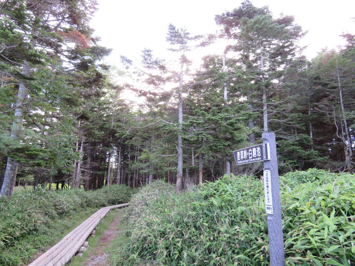 麦草峠駐車場に車を停めてスタート。
涼しい～と言うよりちょっと寒いくらい。しばらく上着を着て歩きました。