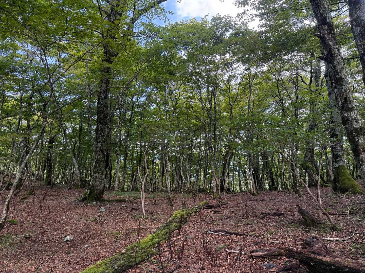 ブナ林、細くてみっちり生えて綺麗