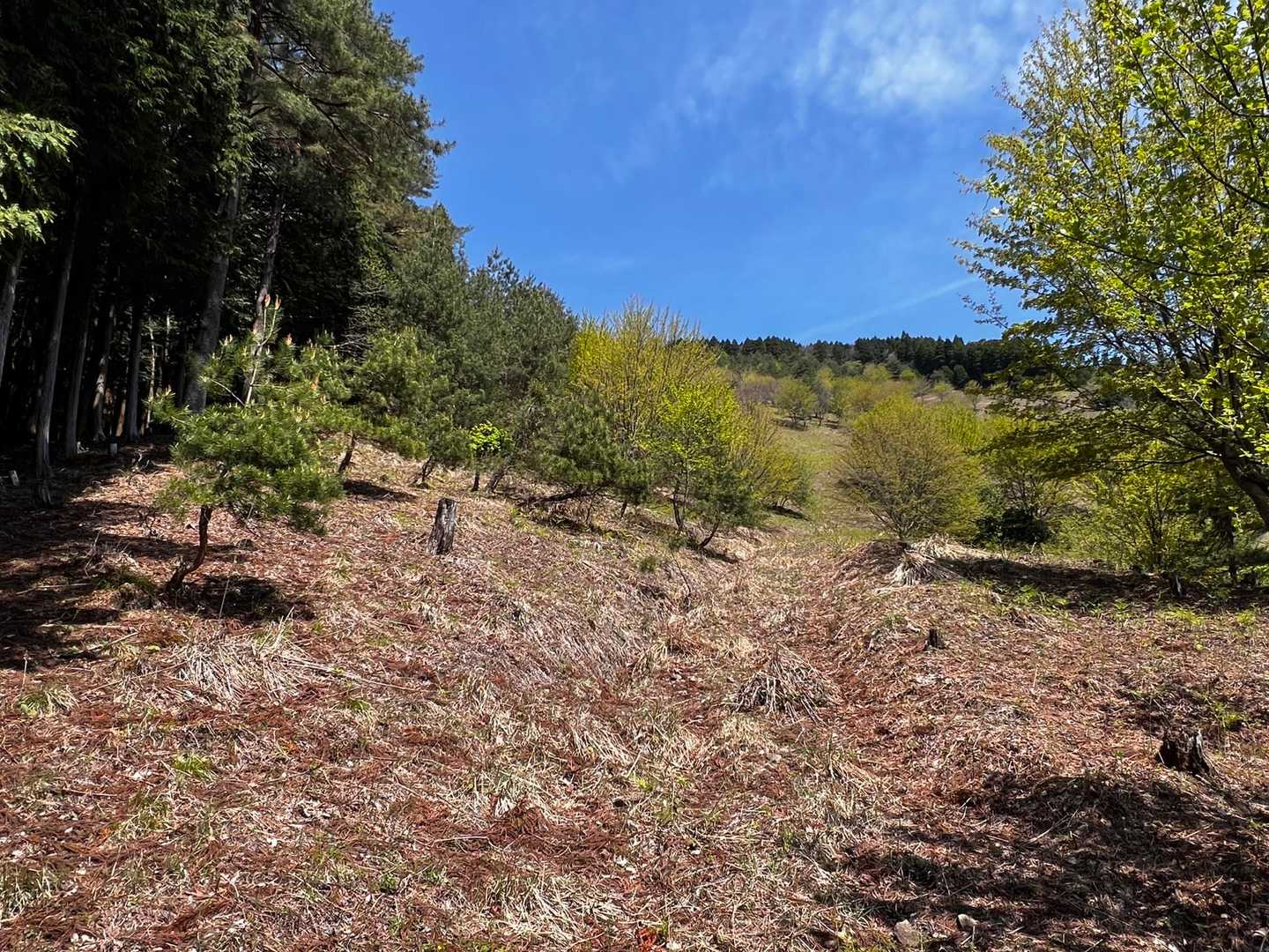 三久安山登山口-三久安山 往復コースの写真