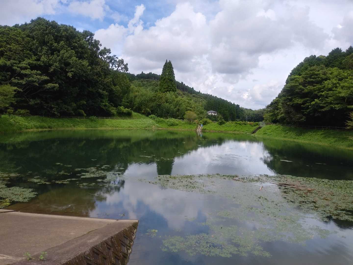 古池がその姿を現す。
魚影は…よくわからない。恐らくいるとしたら、鯉、鮒、ブラックバスあたりかな？