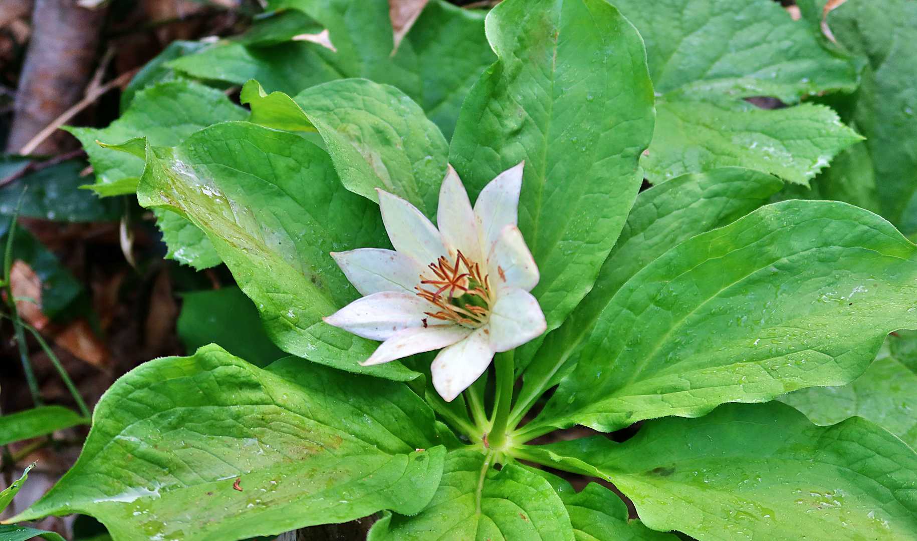 おや～！
この花、見たかったんですよ！
はじめて見ました・・・キヌガサソウ！
大きな白い花です・・・🌼
