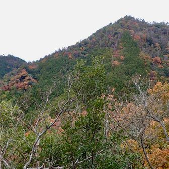眺めは⭐️三つかな
登ってきた高畑山とおっぱい山かな

ここから側川まで降りれますが、降りてから林道歩きが長いので、せっかくなら山歩きを楽しみたいので、ピストン⤴️