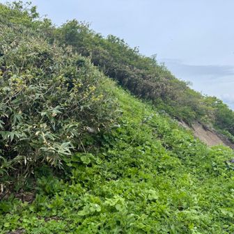 金山との分岐