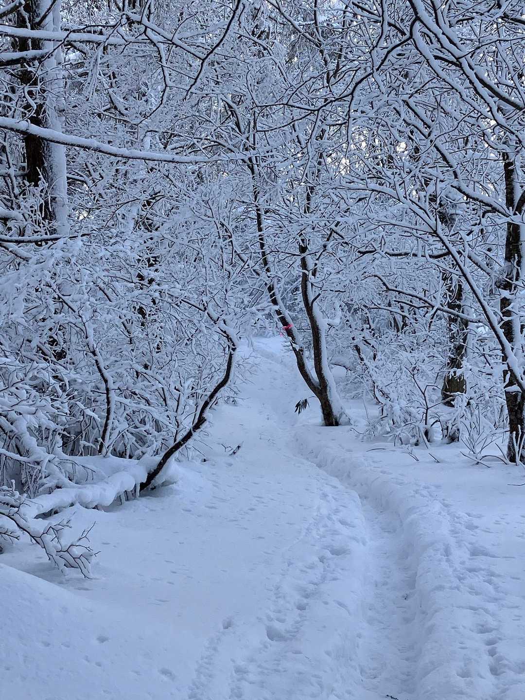 もみじ平より上は　本格的雪道
それでも踏み跡はバッチリ👌