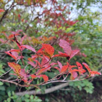 紅葉してる