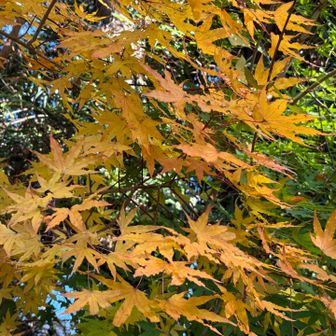 これから赤くなるのかな？