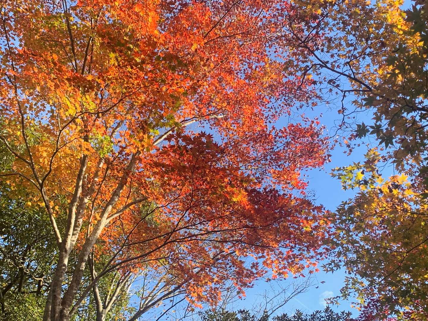 水色バックにまばゆい紅葉🍁🍁　
めっちゃ感動をいただき (๑´ω`๑)♡
