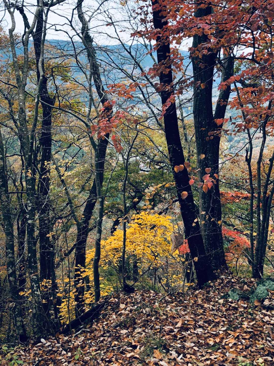月居観音堂-月居山 周回コースの写真