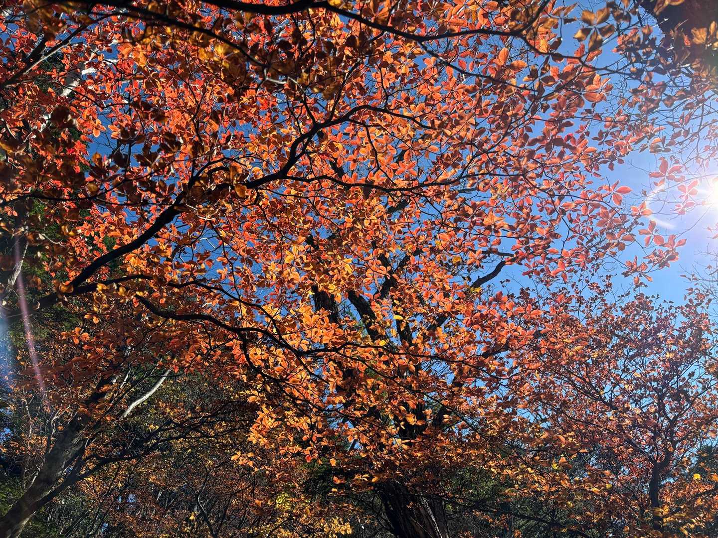 紅葉🍁きれい✨