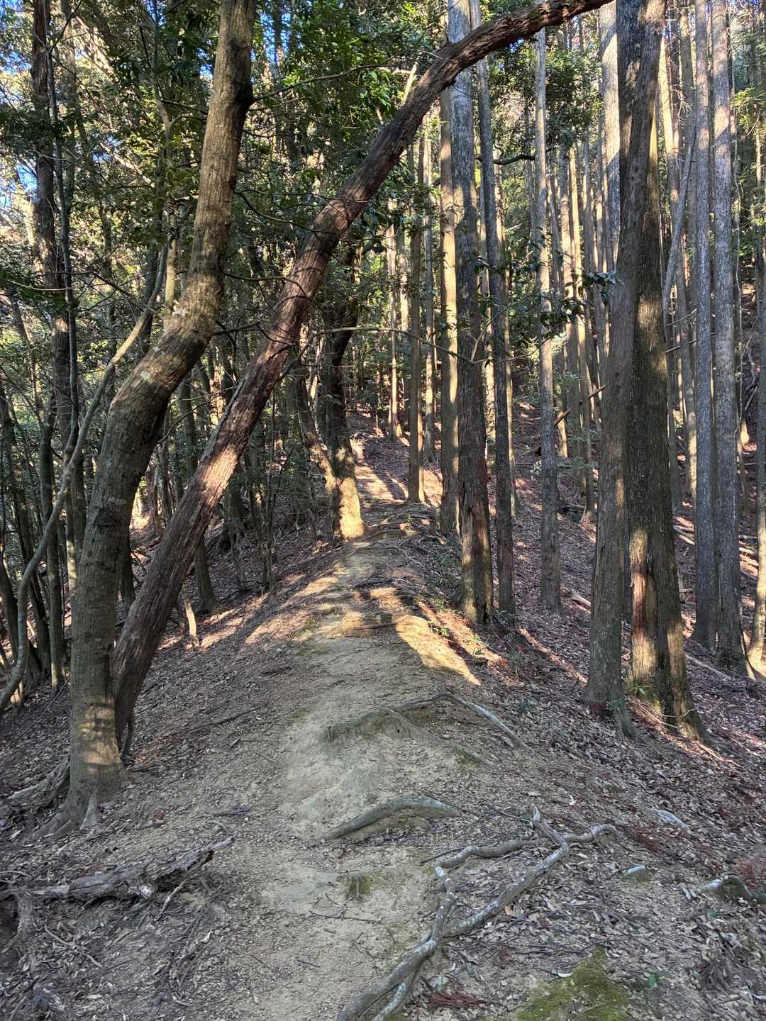 素敵な尾根道