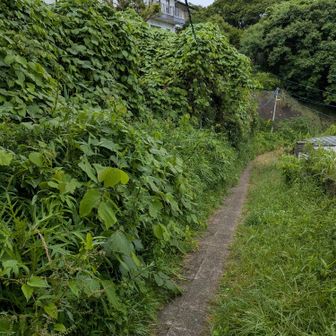 明月院方面へハイキング道