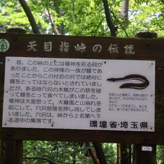 謎な由来。